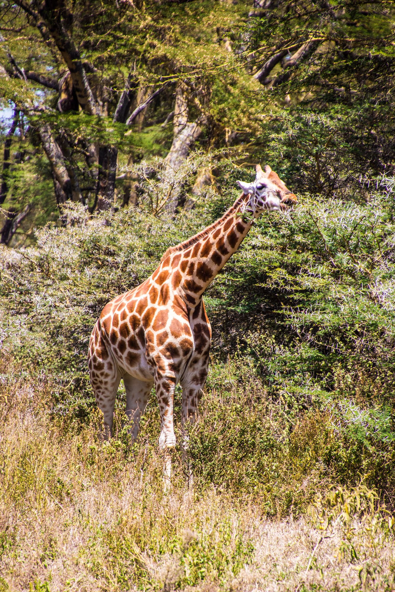 Lake Nakuru Kenya
