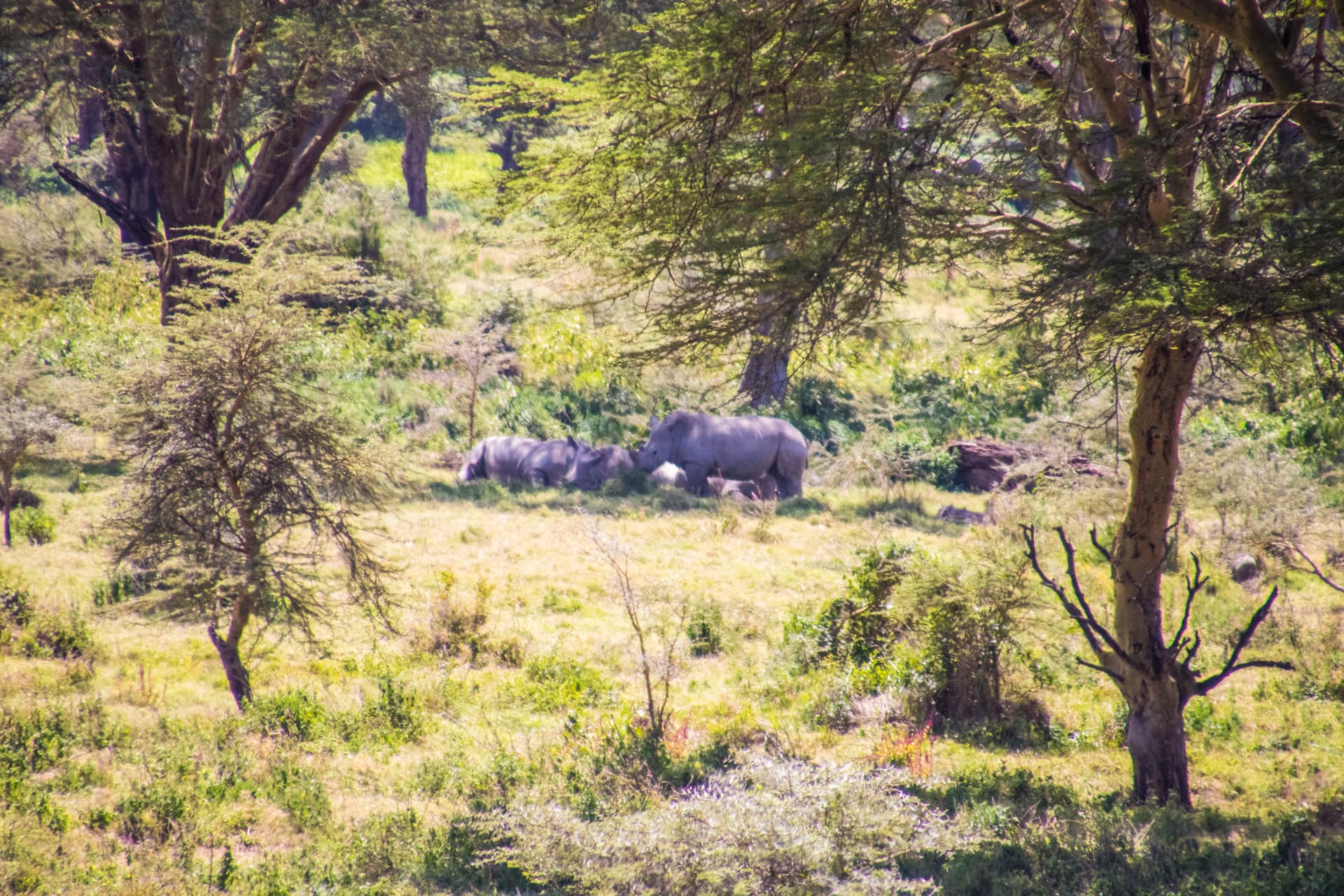 Lake Nakuru Kenya