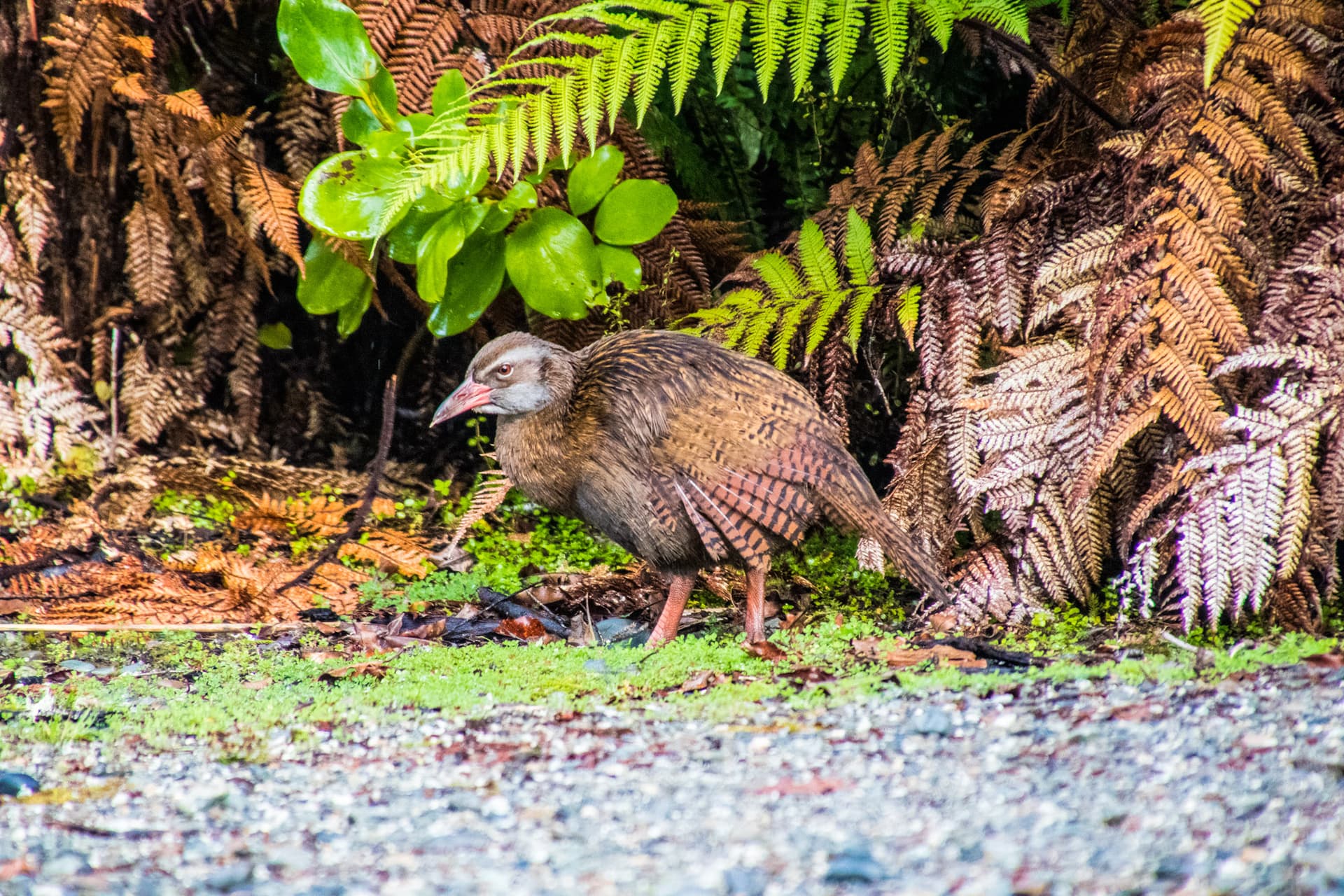 West Coast New Zealand