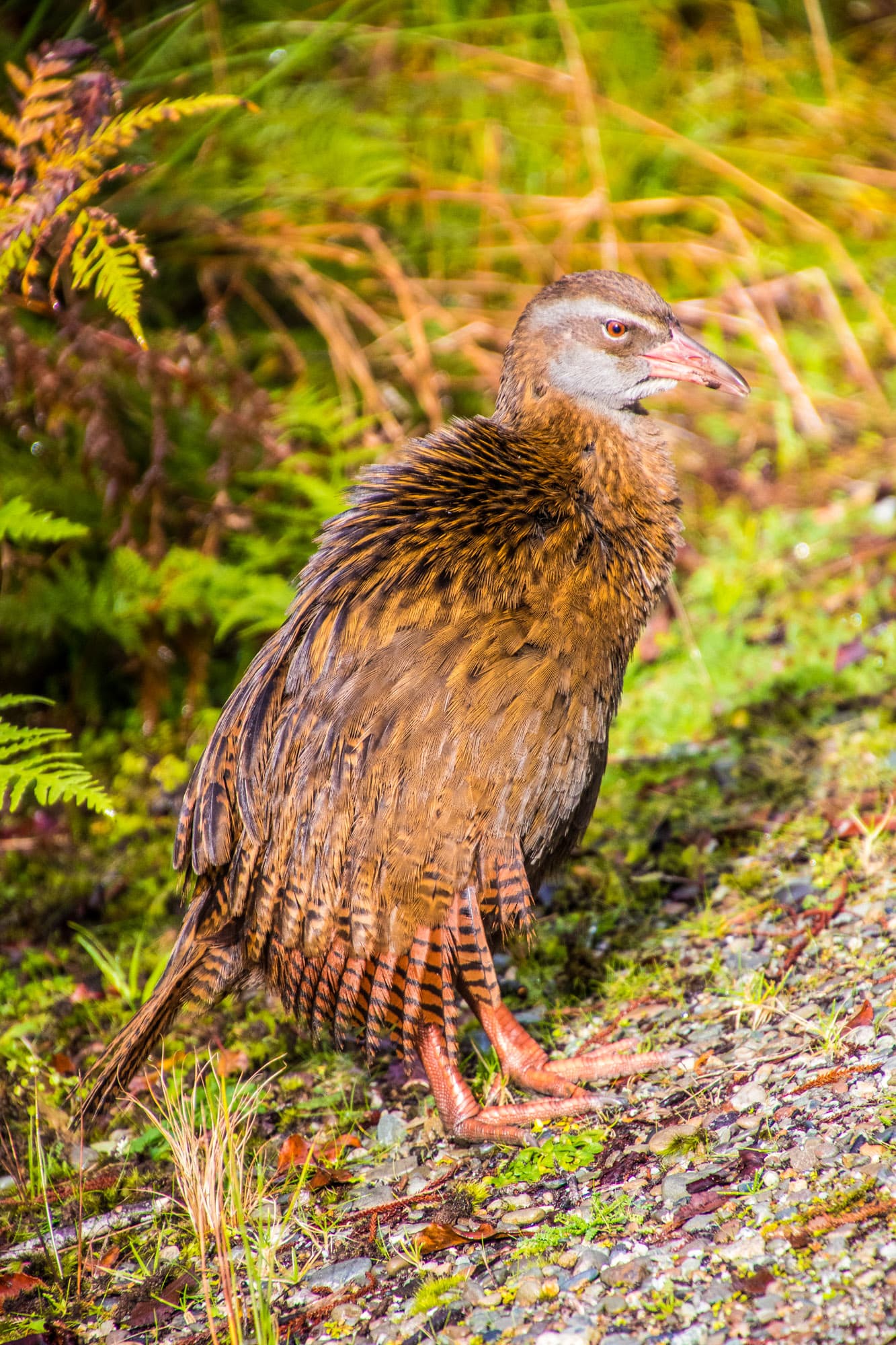 West Coast New Zealand