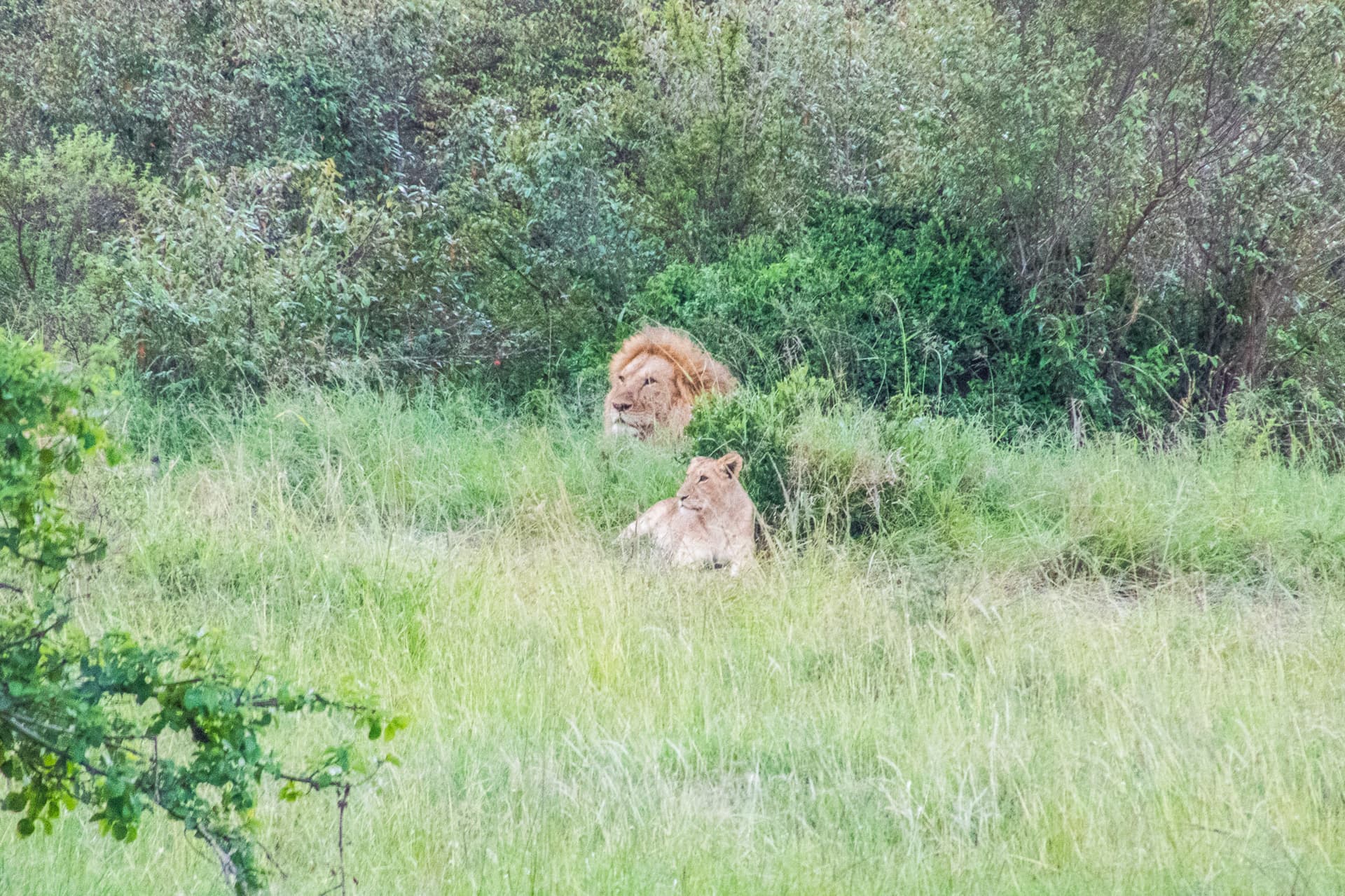 Maasai Mara Kenya