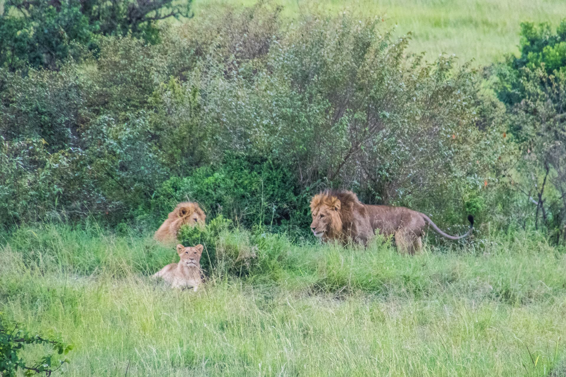 Maasai Mara Kenya
