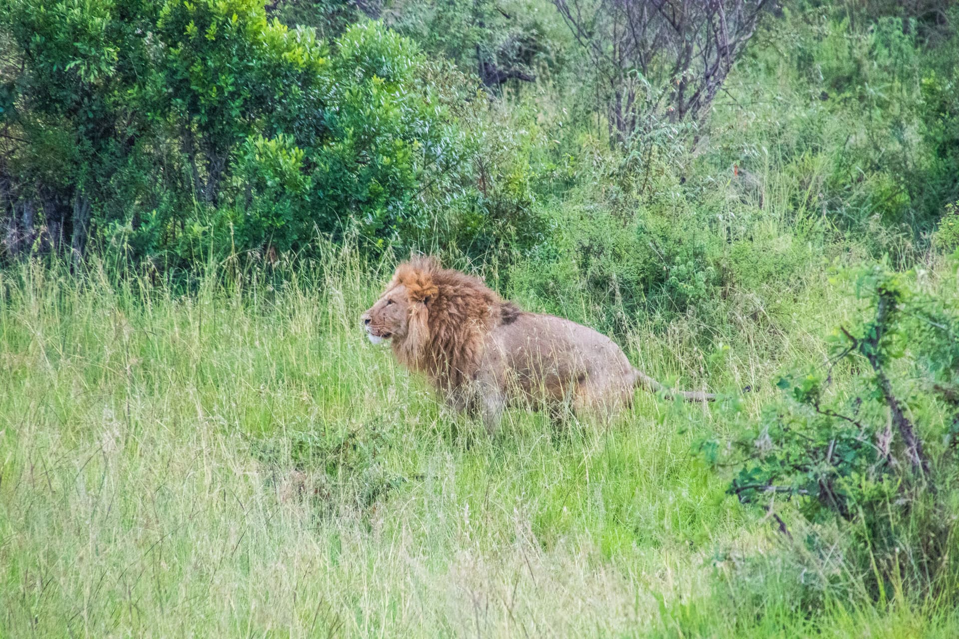 Maasai Mara Kenya