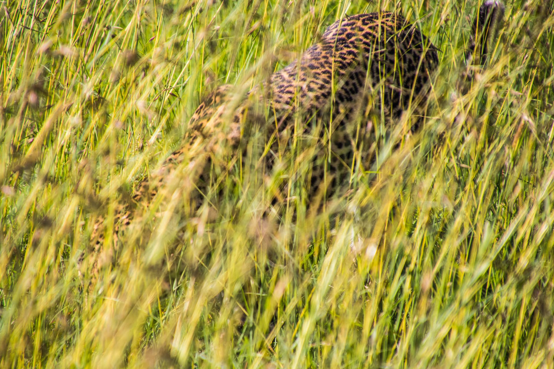 Maasai Mara Kenya