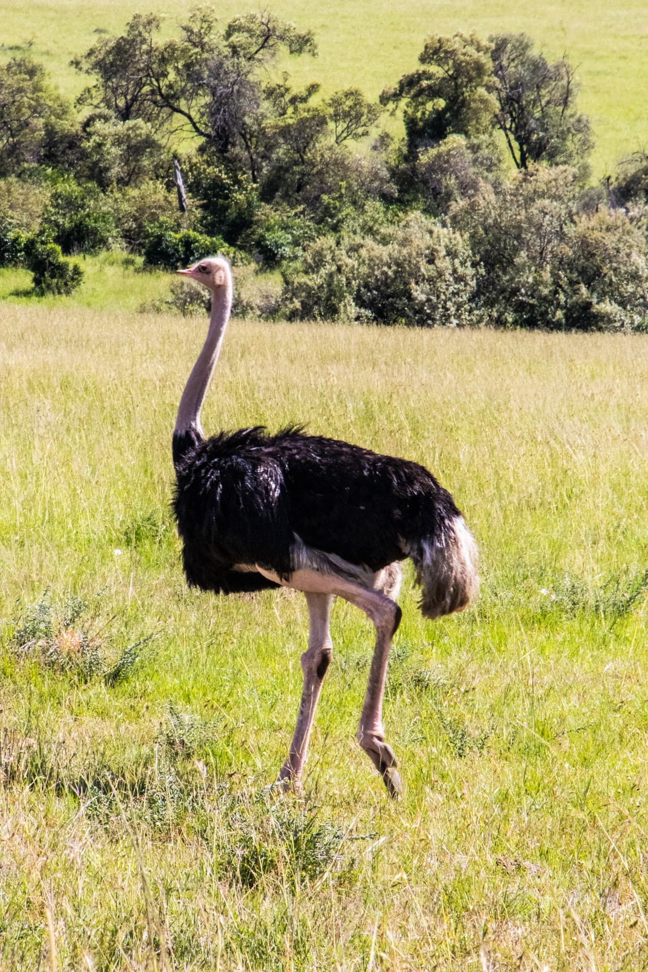 Lake Nakuru Kenya