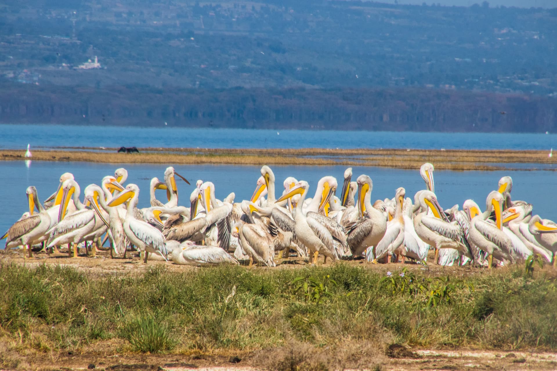 Lake Nakuru Kenya