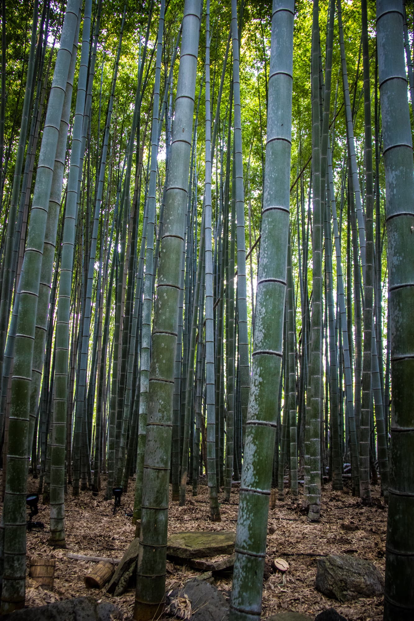 Kyoto, Japan