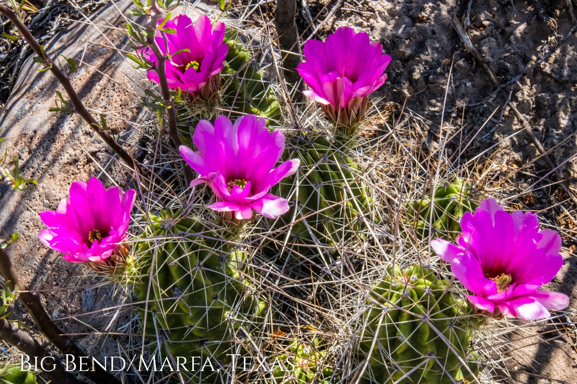Big Bend National Park & Marfa Texas