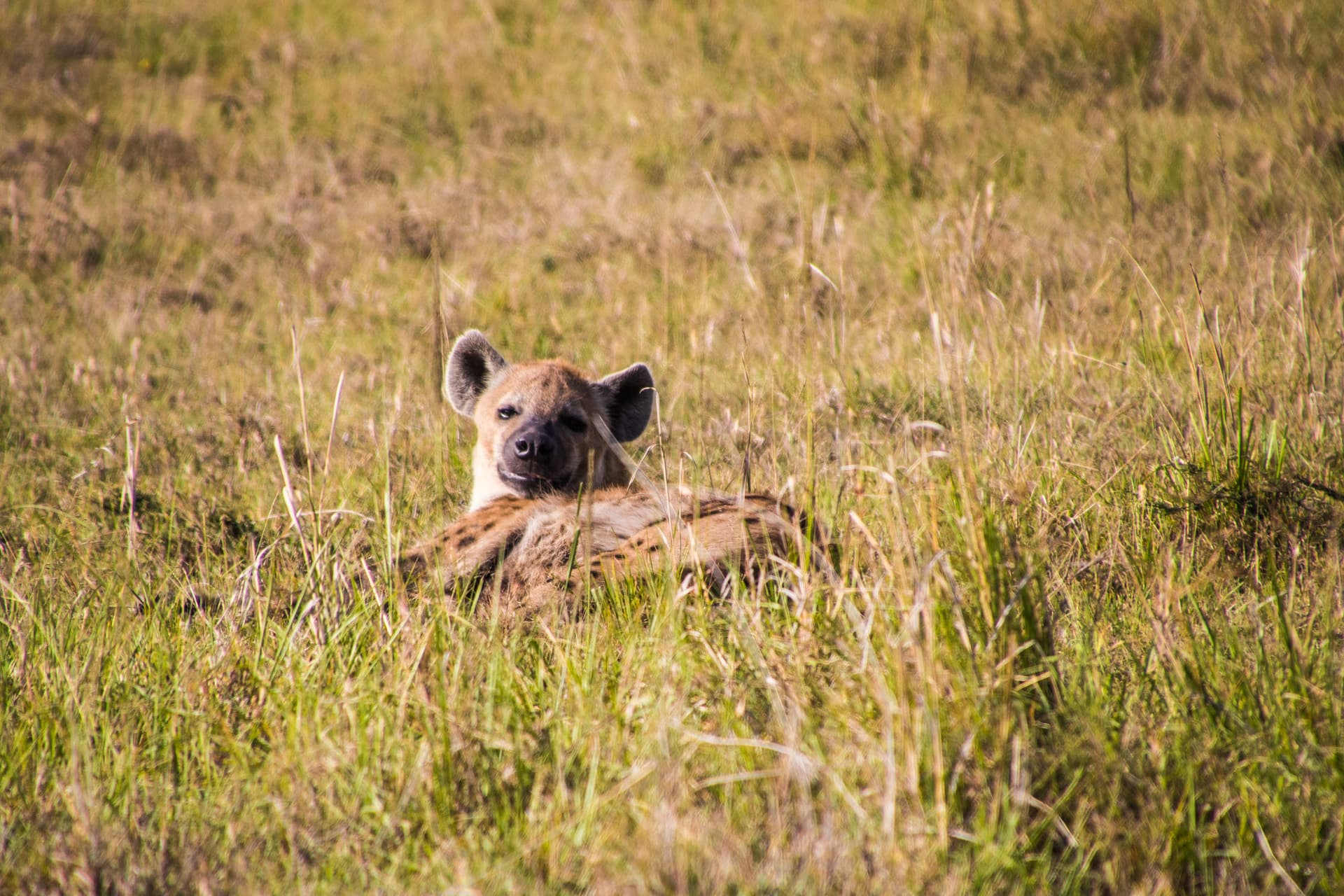 Maasai Mara Kenya