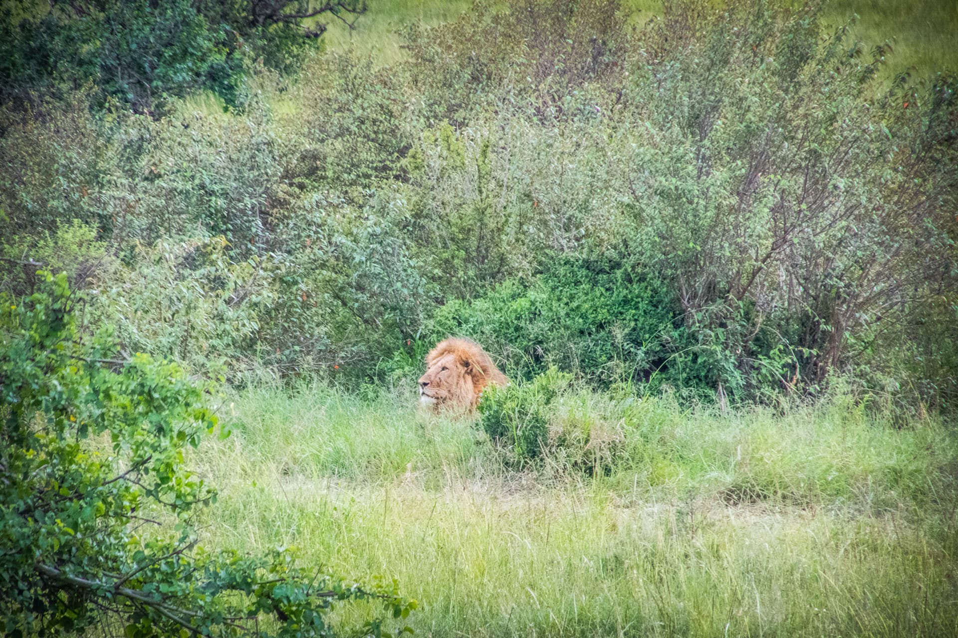 Maasai Mara Kenya