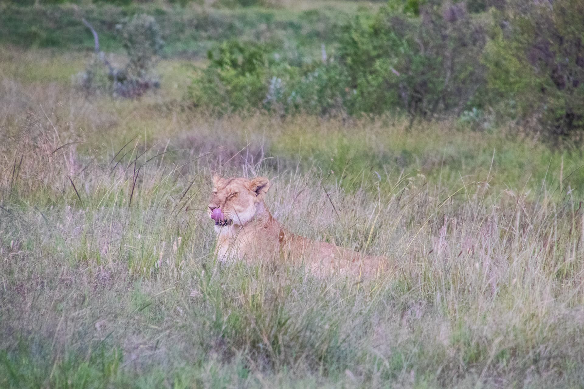 Maasai Mara Kenya