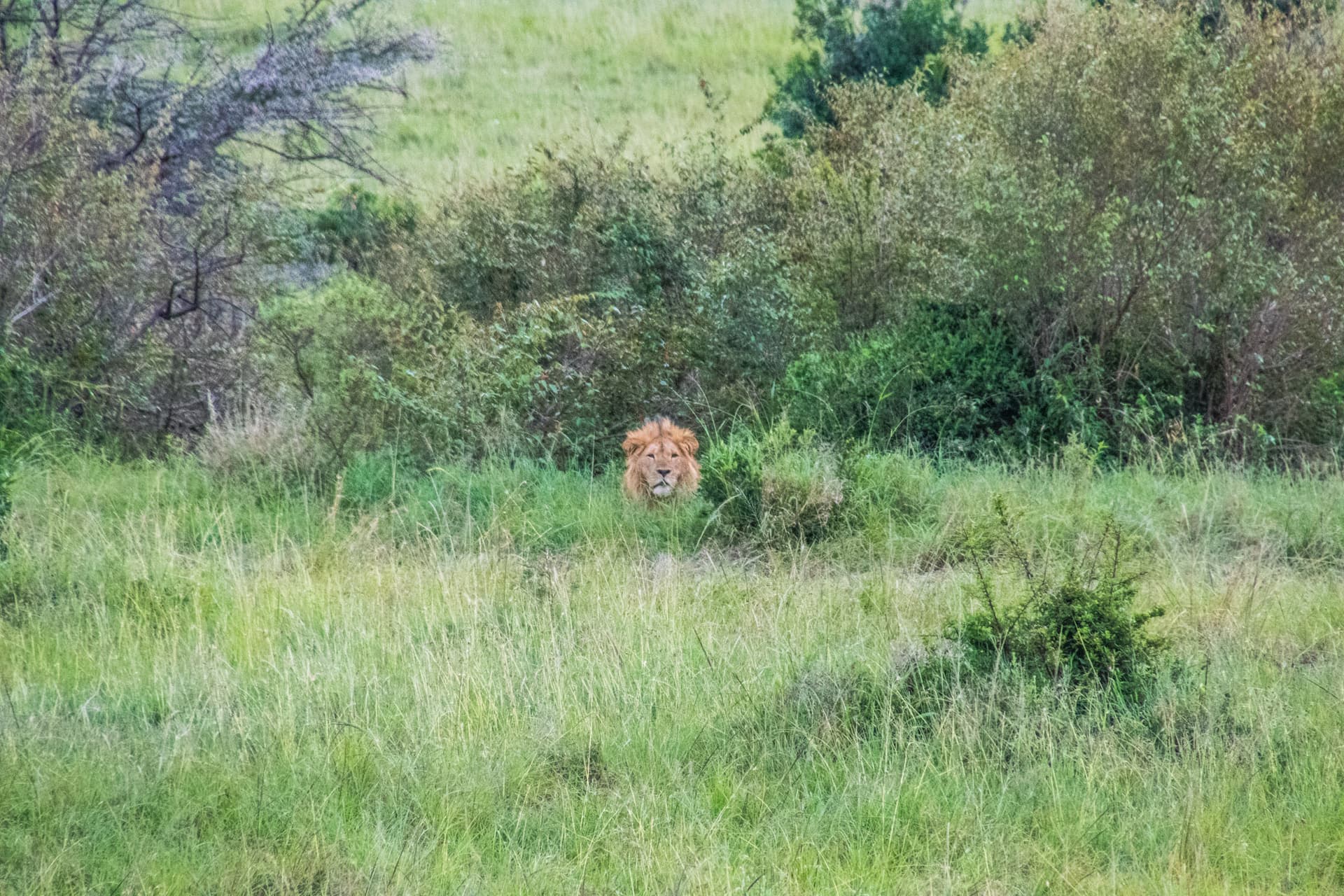 Maasai Mara Kenya