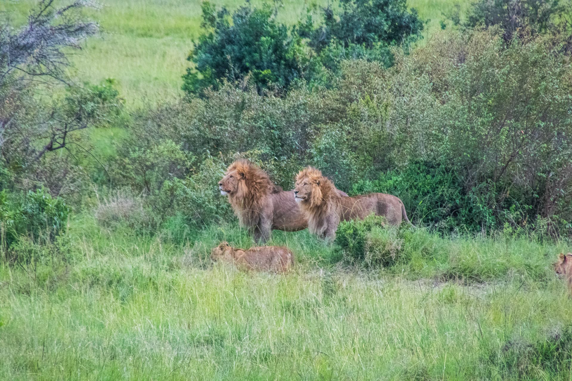 Maasai Mara Kenya