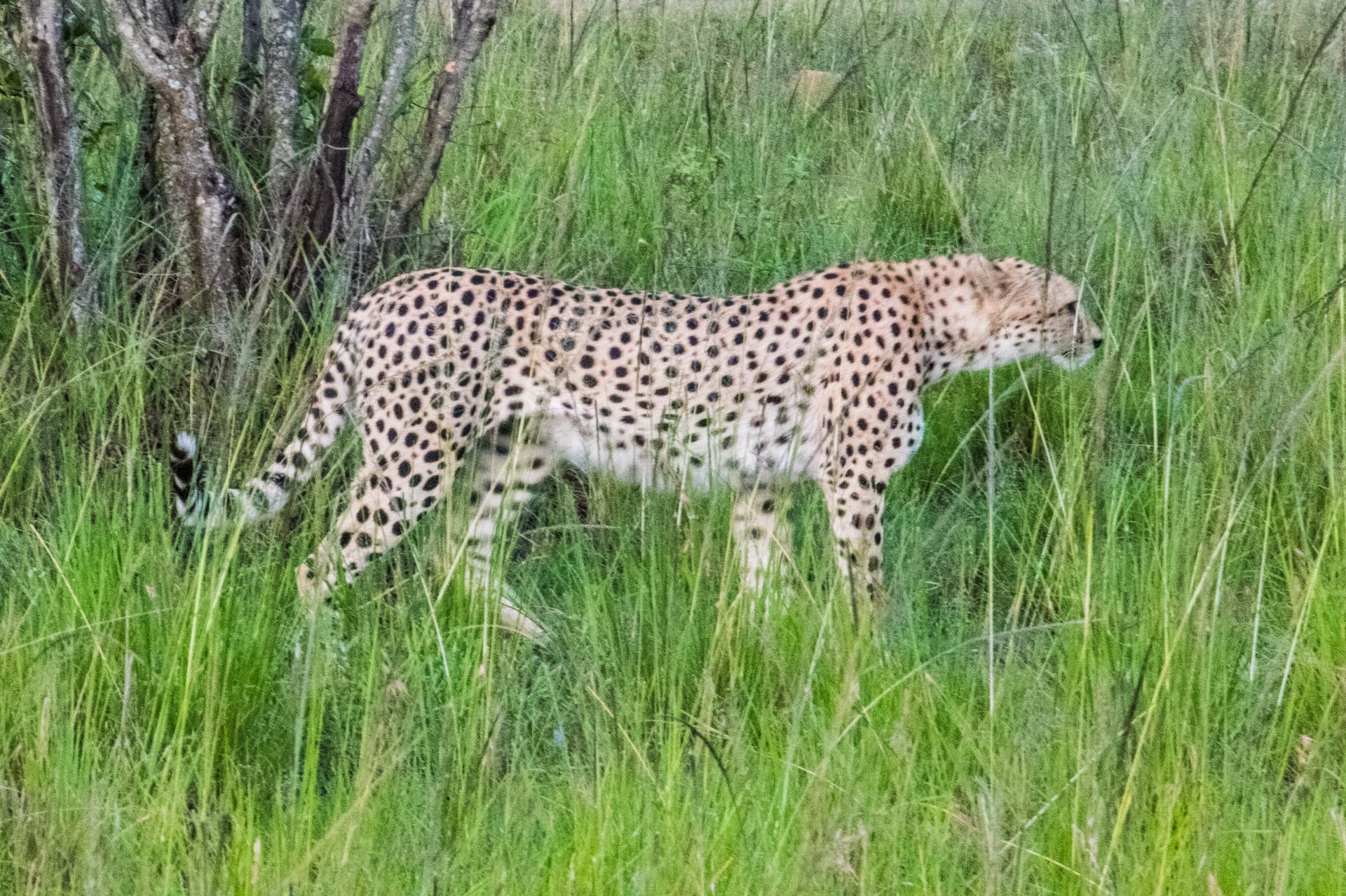 Maasai Mara Kenya
