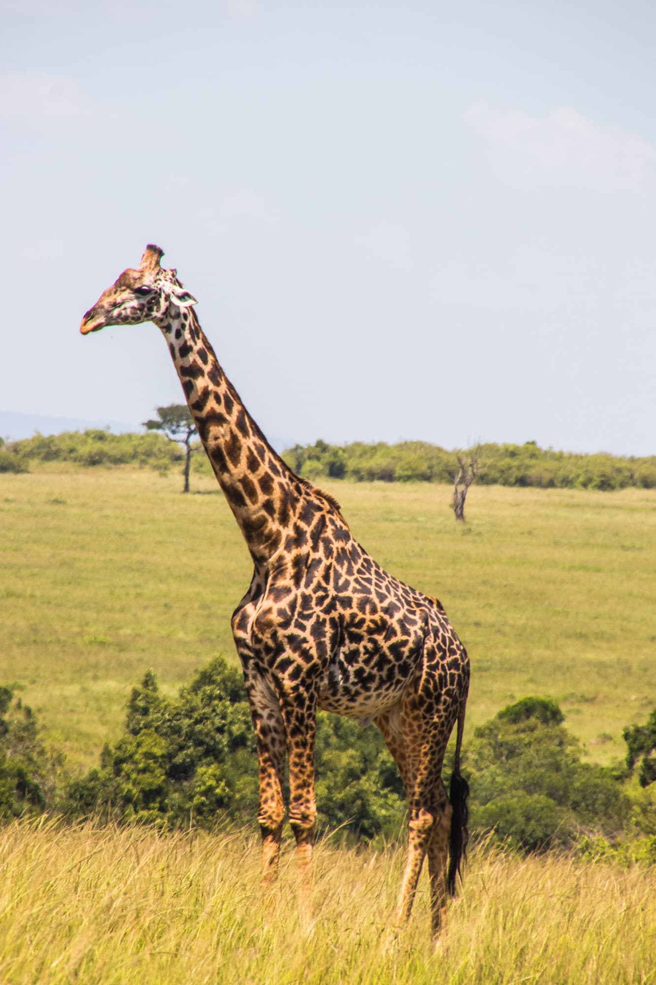 Lake Nakuru Kenya