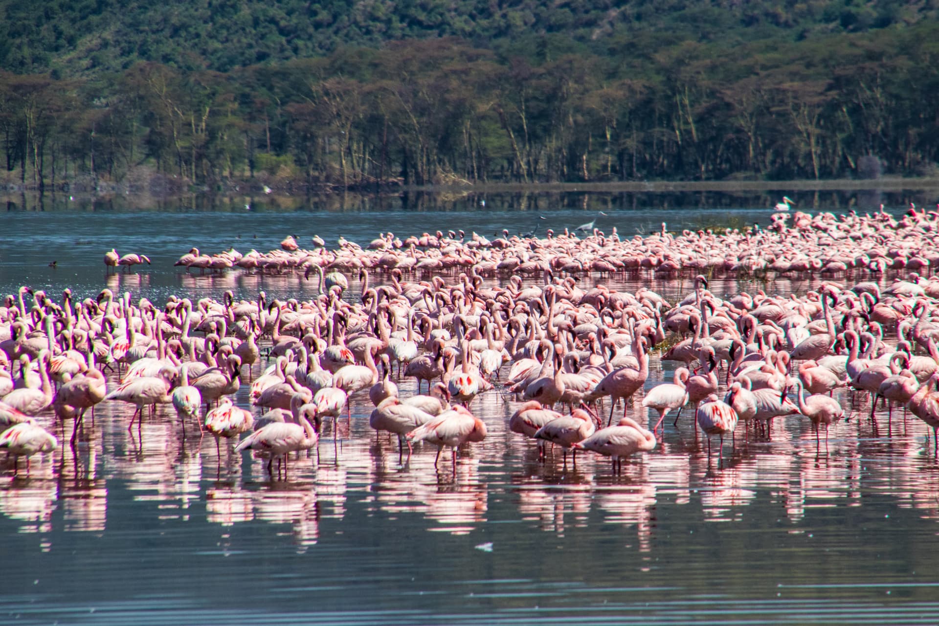 Lake Nakuru Kenya