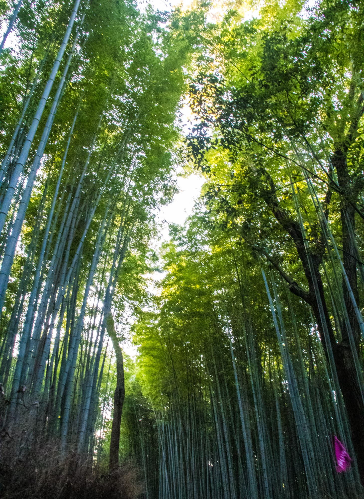 Kyoto, Japan
