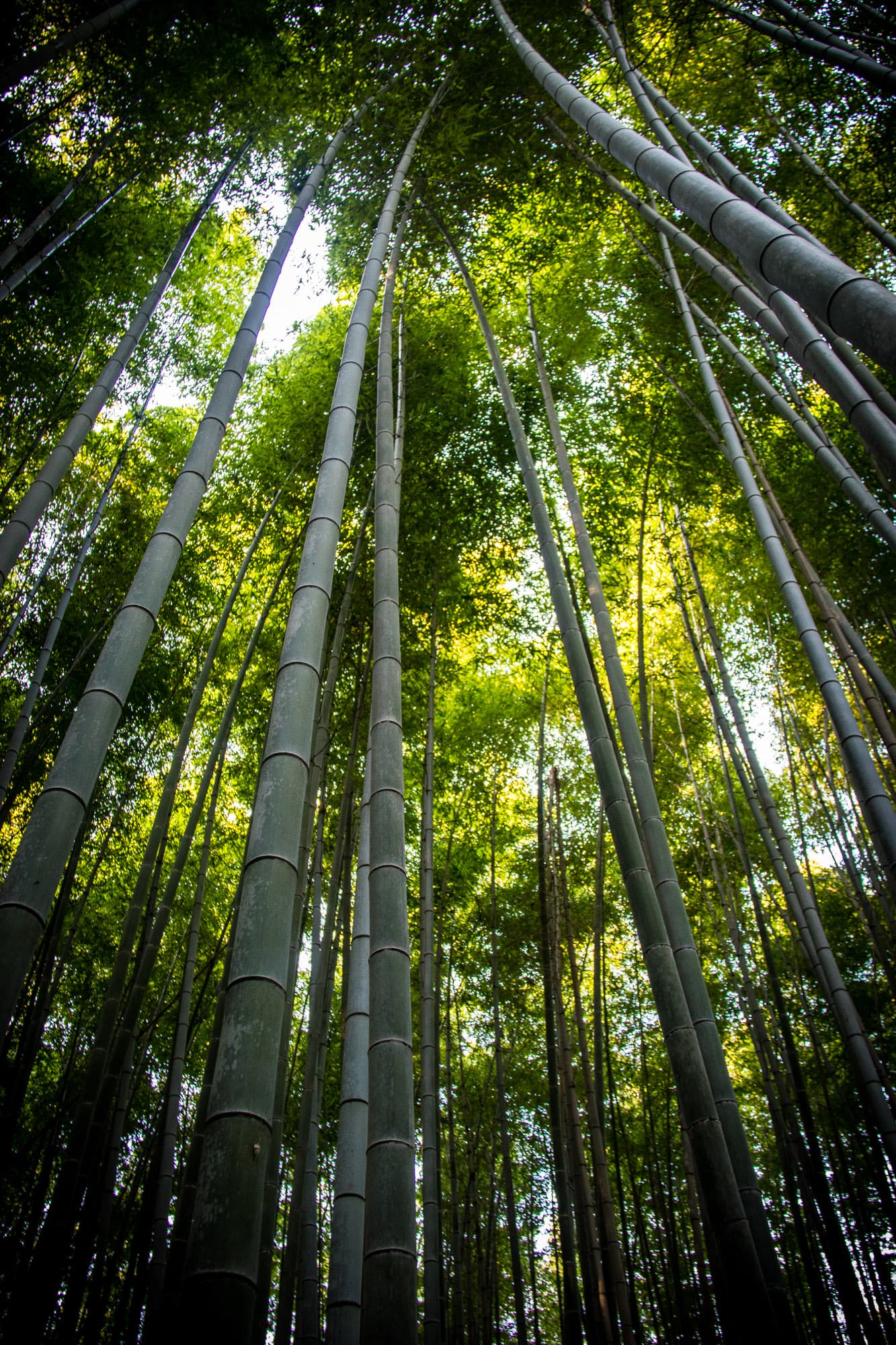 Kyoto, Japan