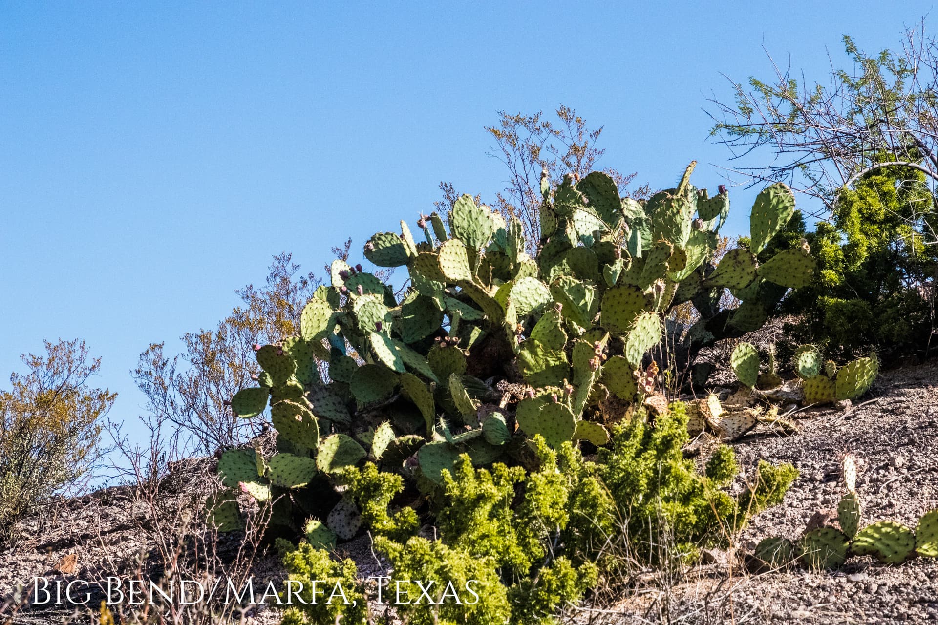 Big Bend National Park & Marfa Texas