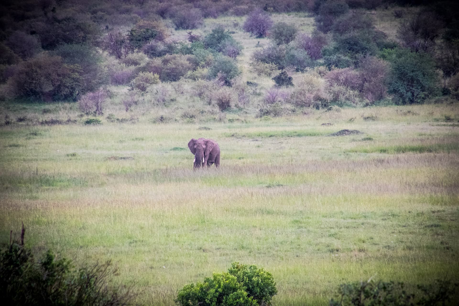Maasai Mara Kenya