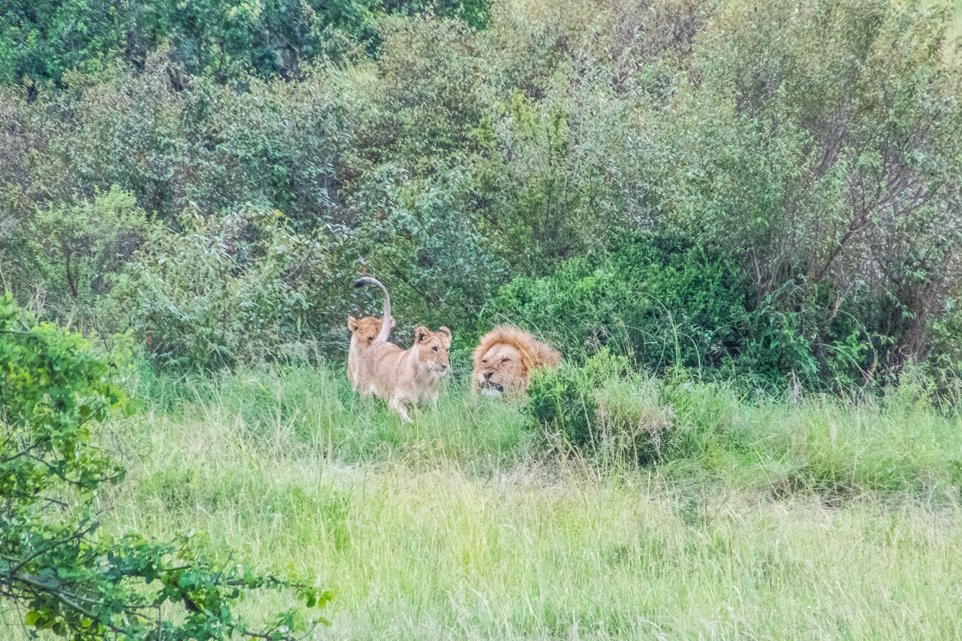 Maasai Mara Kenya