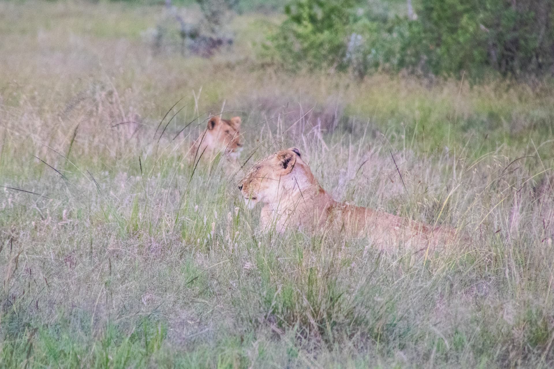 Maasai Mara Kenya