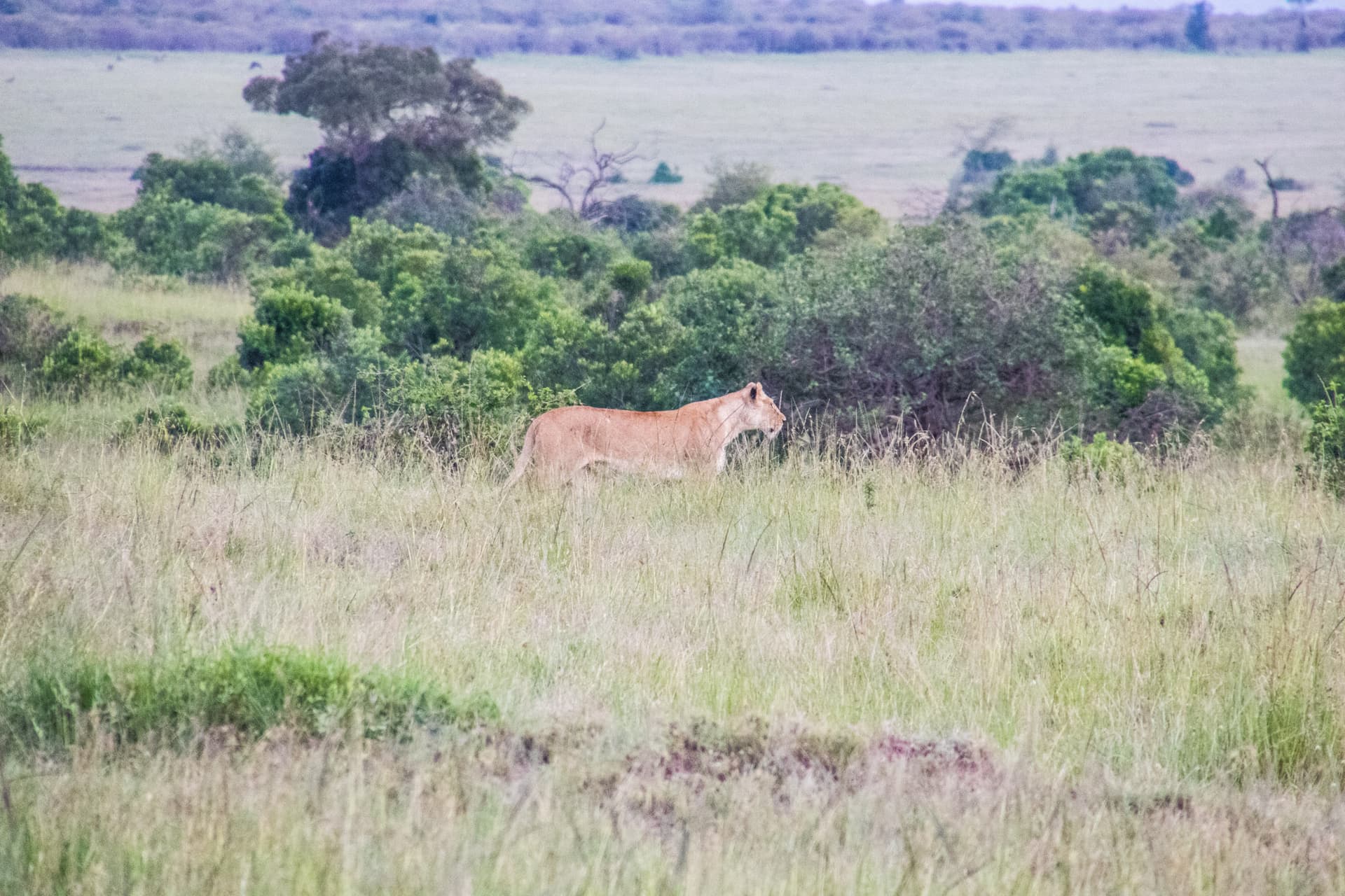 Maasai Mara Kenya