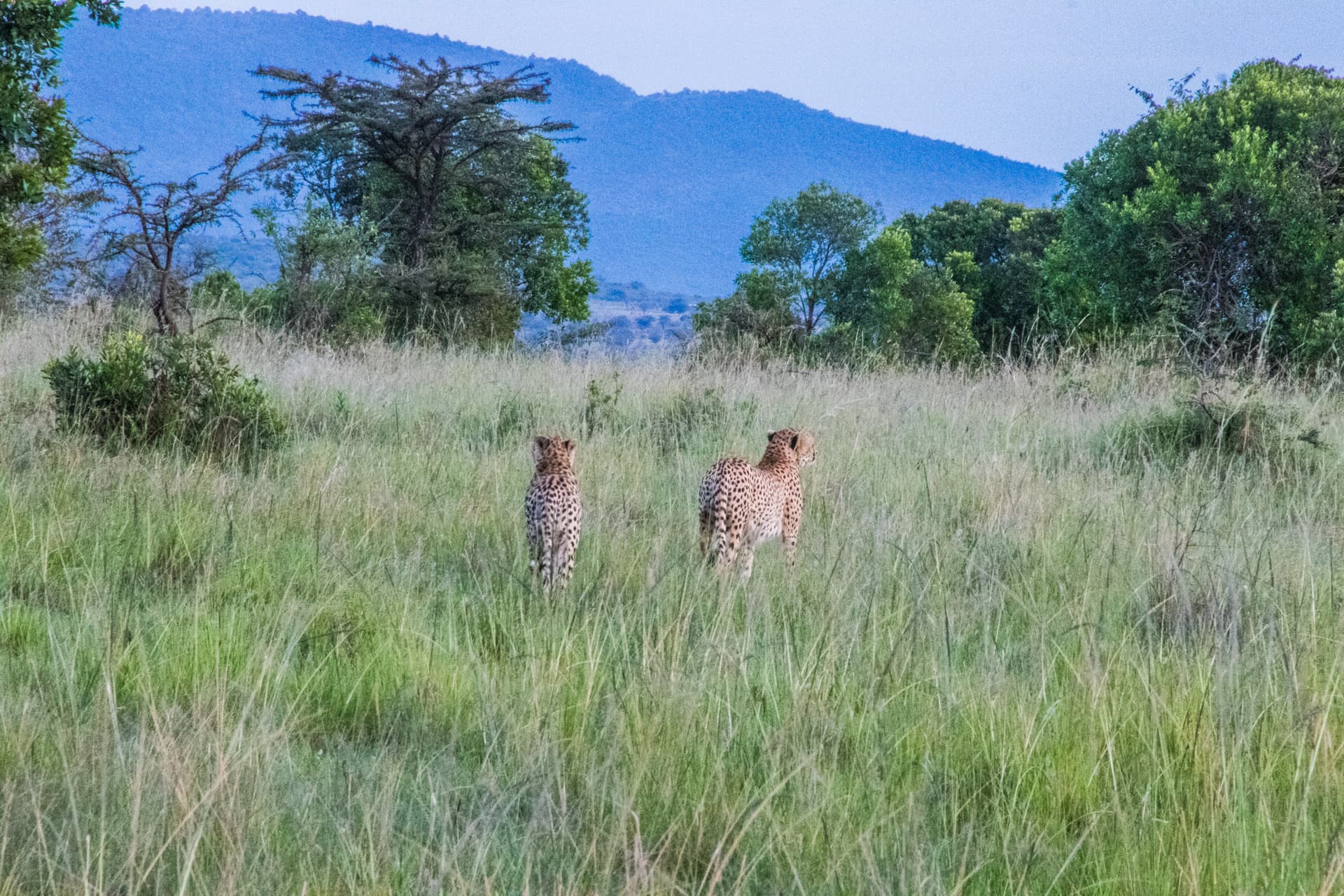 Maasai Mara Kenya