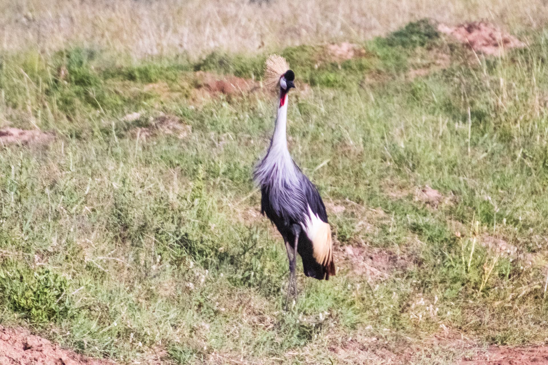 Maasai Mara Kenya
