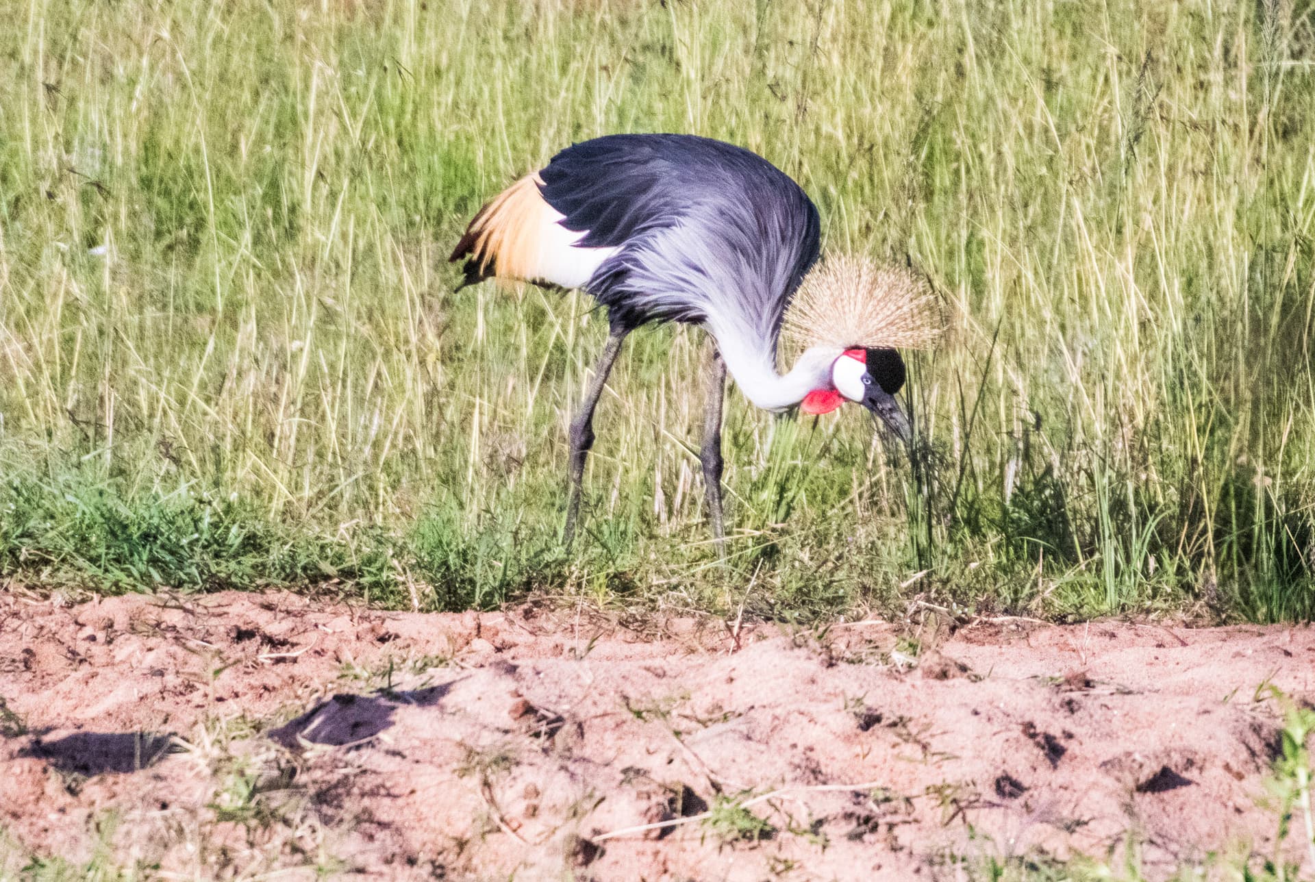 Maasai Mara Kenya