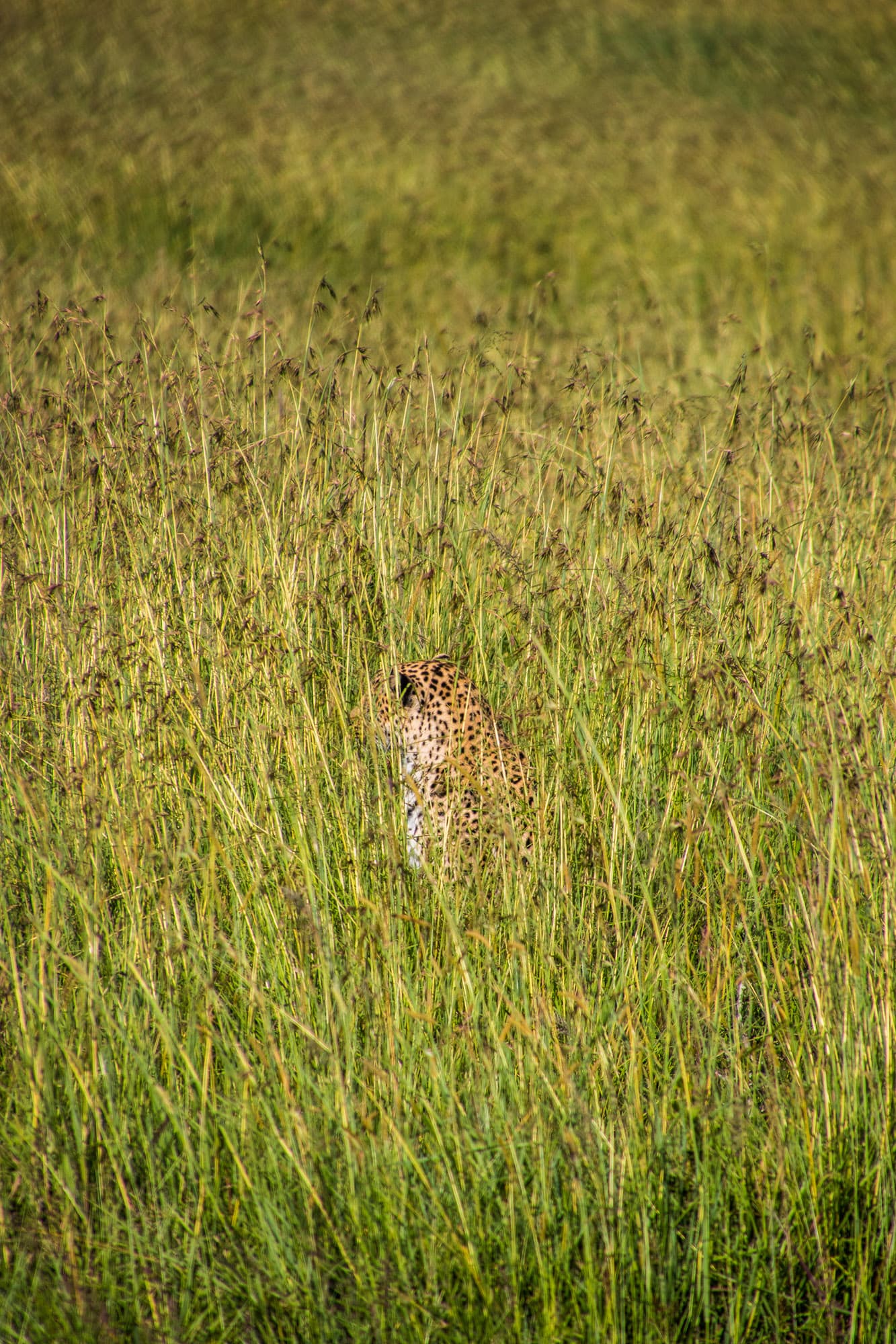 Maasai Mara Kenya