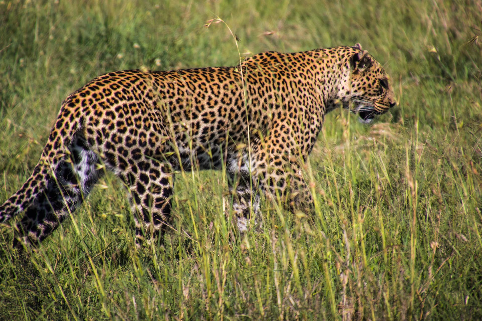 Maasai Mara Kenya