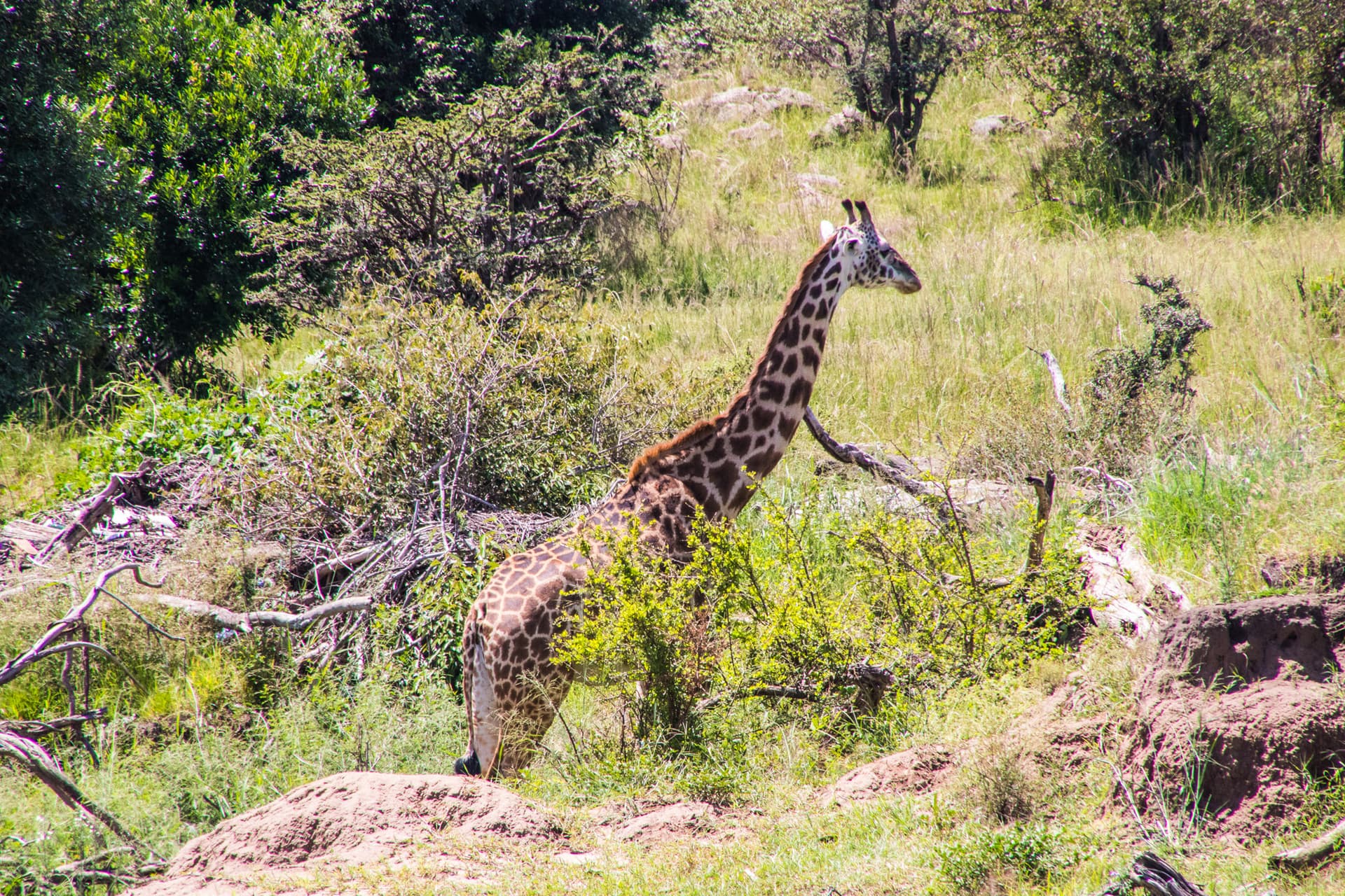 Maasai Mara Kenya