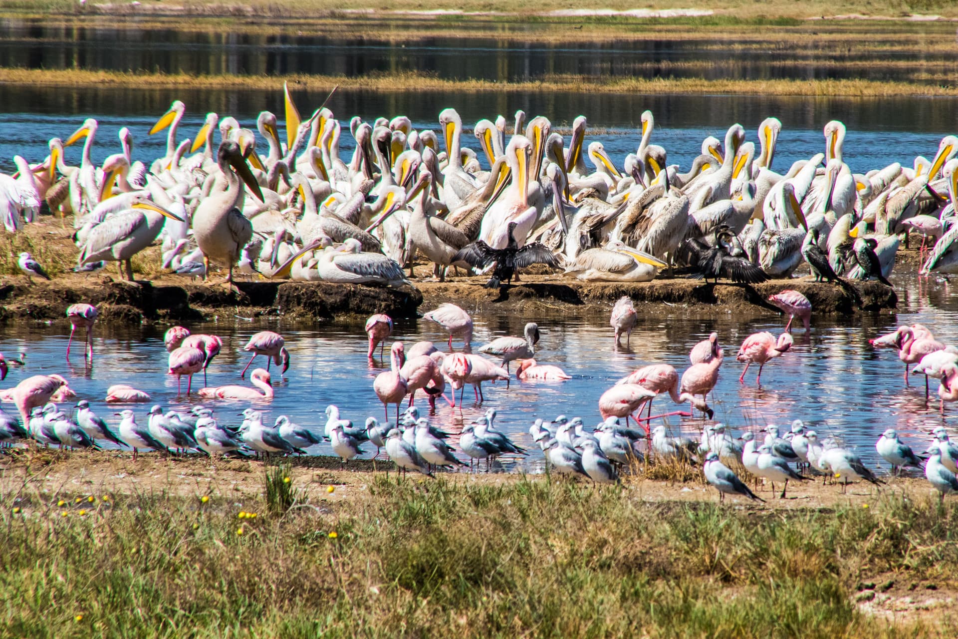 Lake Nakuru Kenya