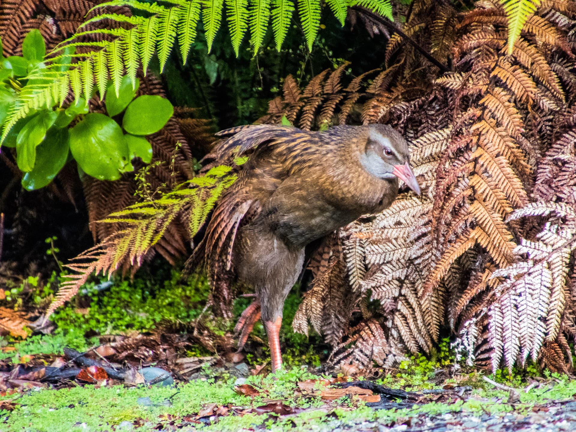 West Coast New Zealand