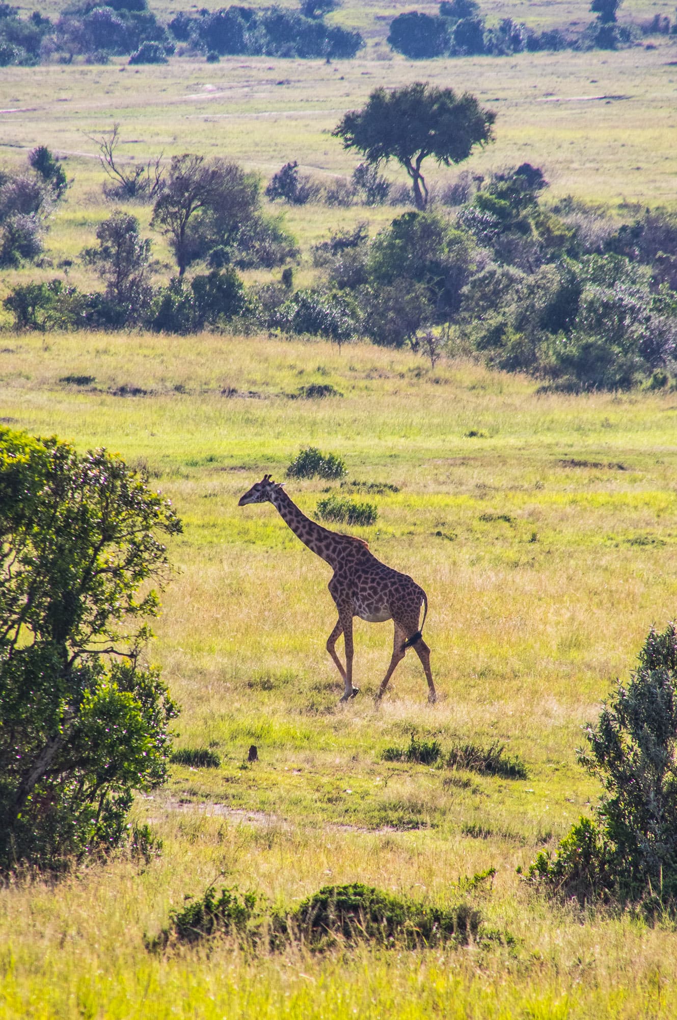 Maasai Mara Kenya