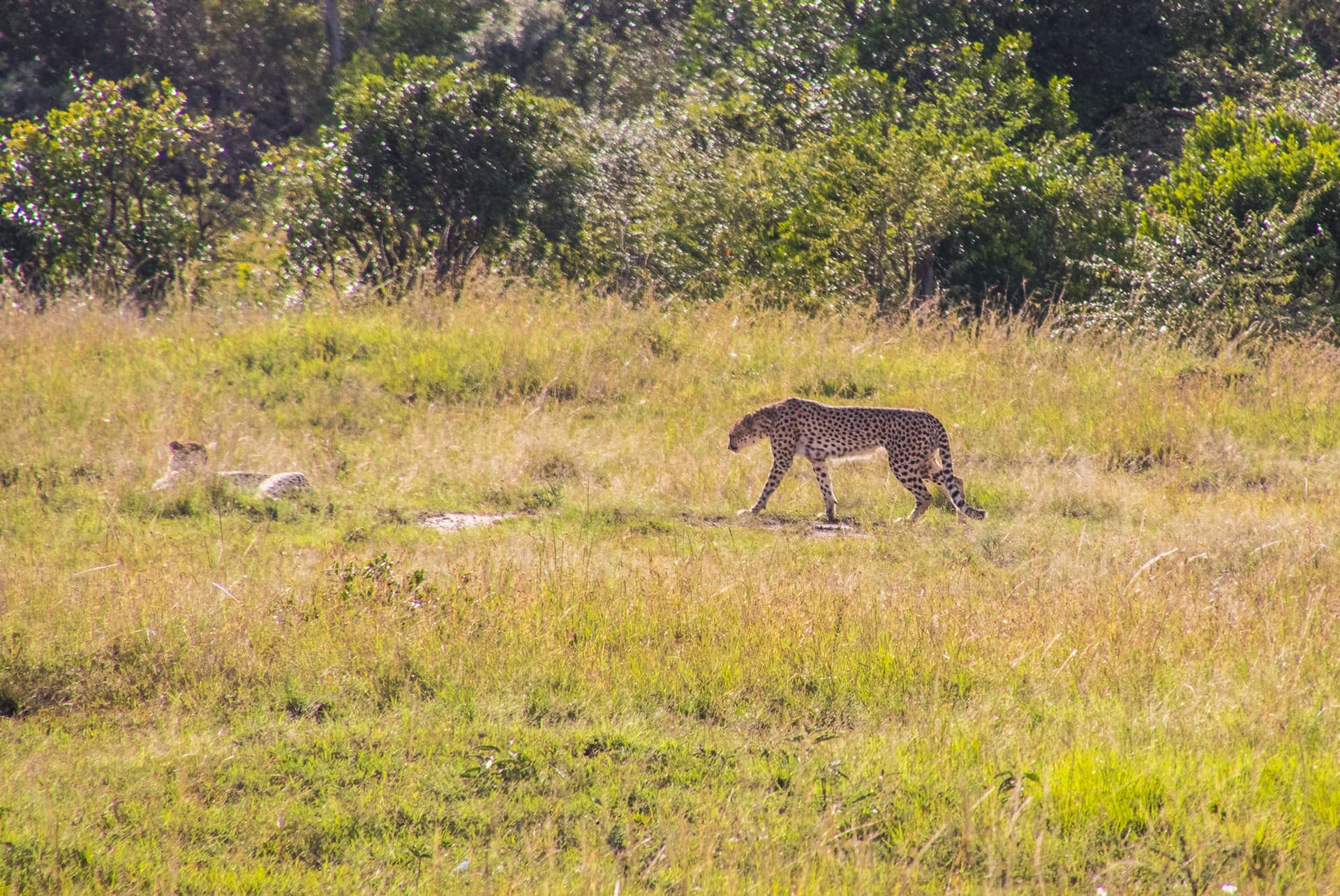 Maasai Mara Kenya