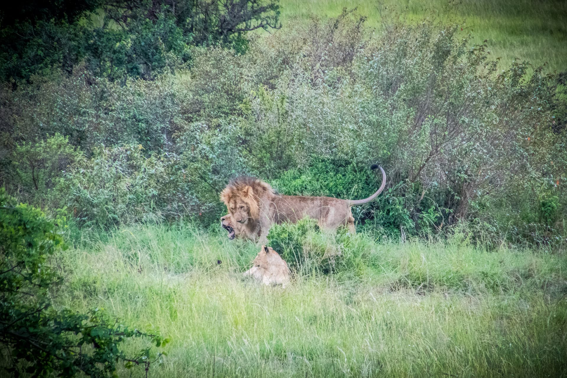 Maasai Mara Kenya
