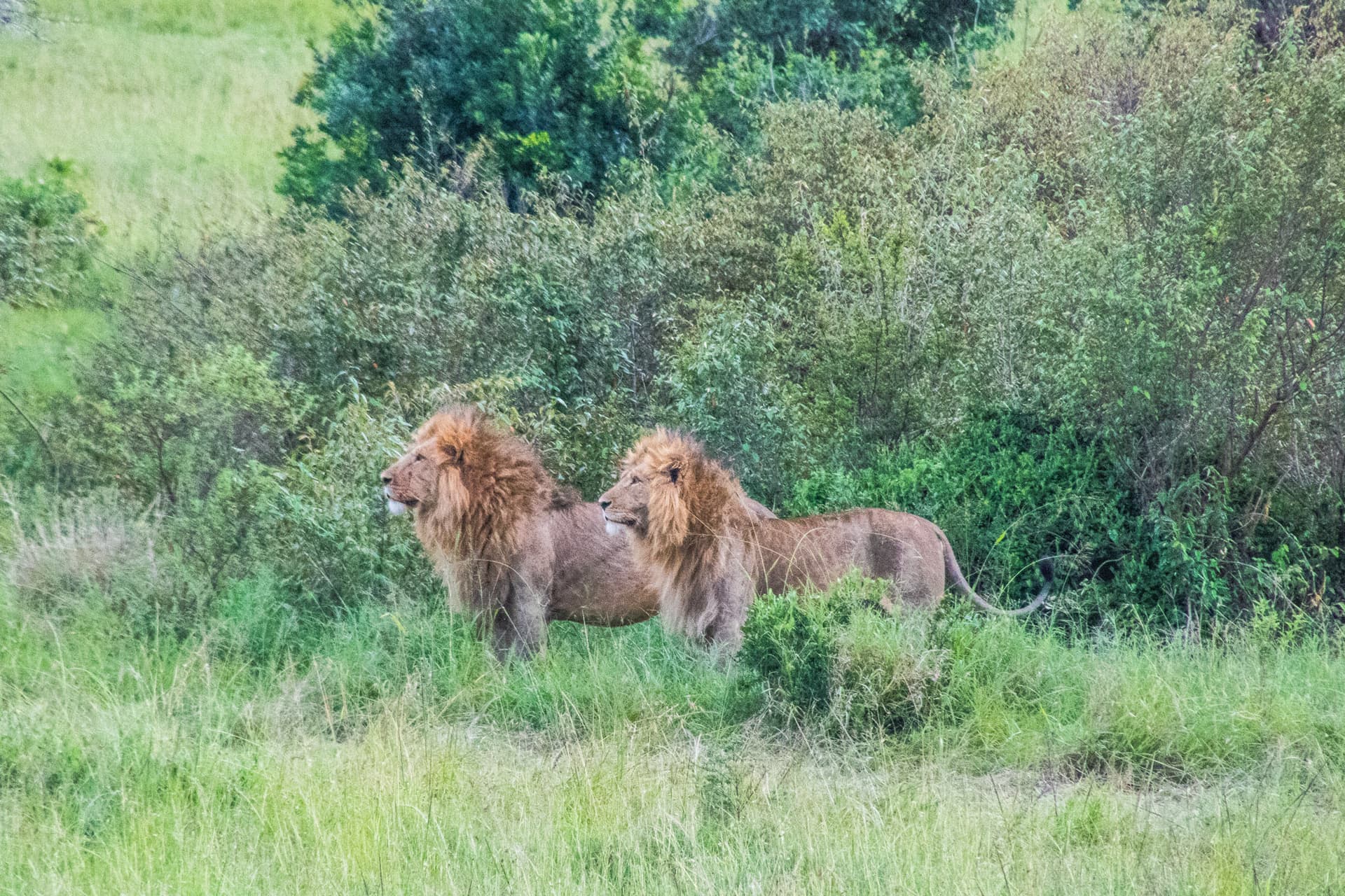 Maasai Mara Kenya