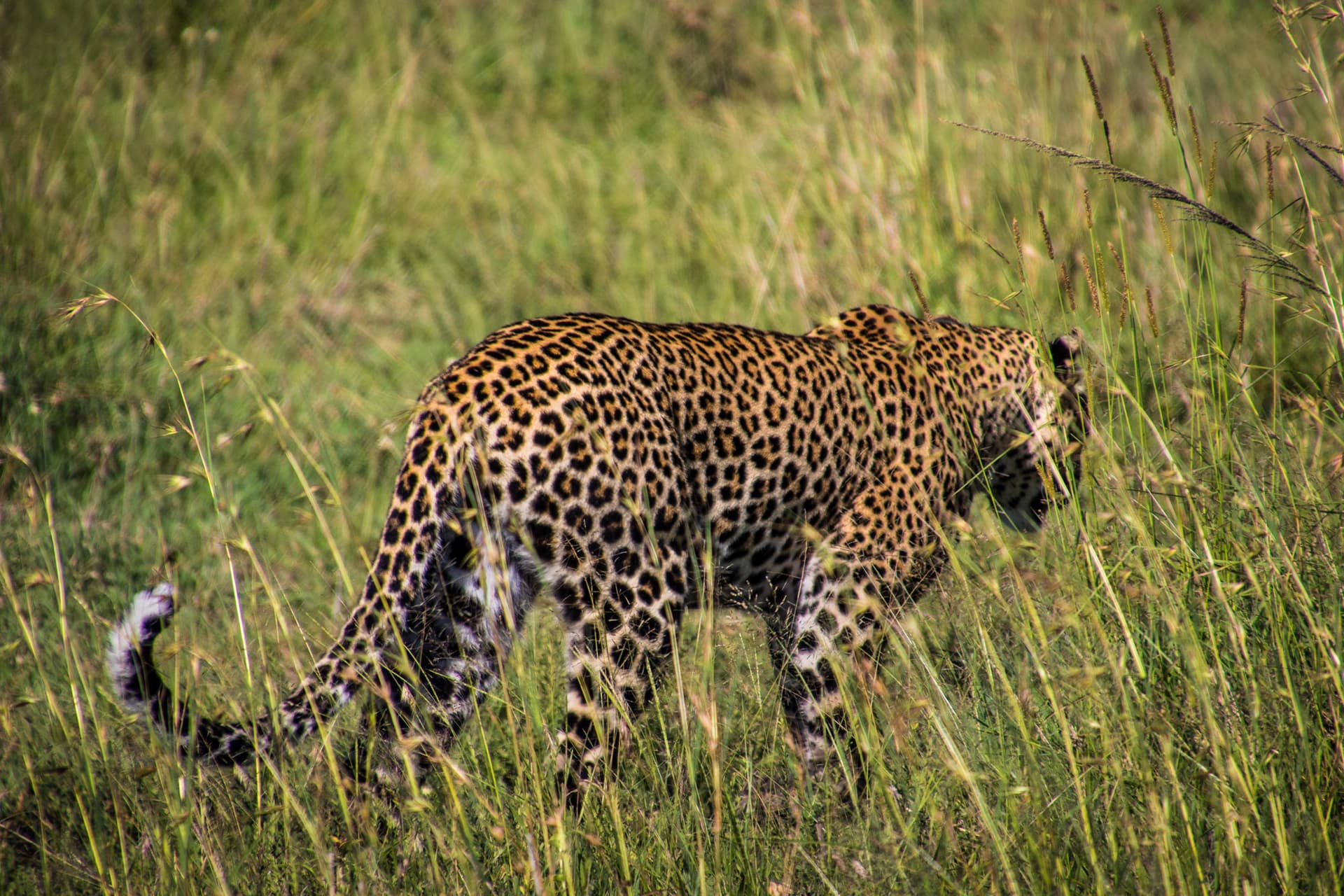 Maasai Mara Kenya