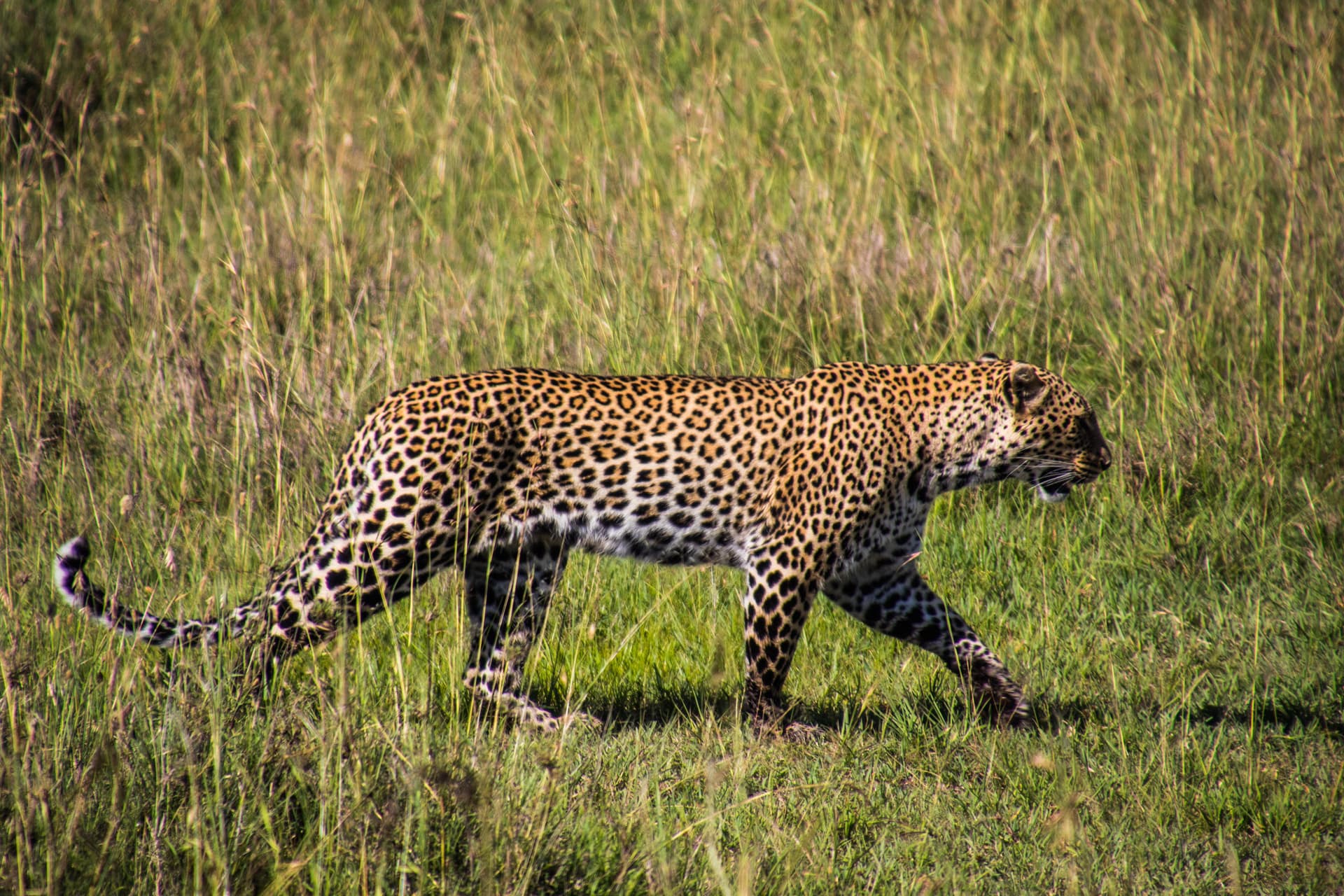 Maasai Mara Kenya