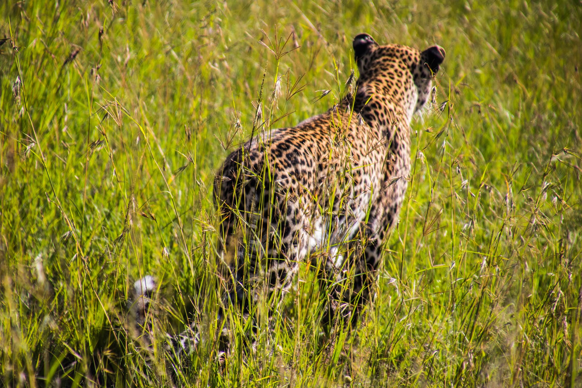 Maasai Mara Kenya