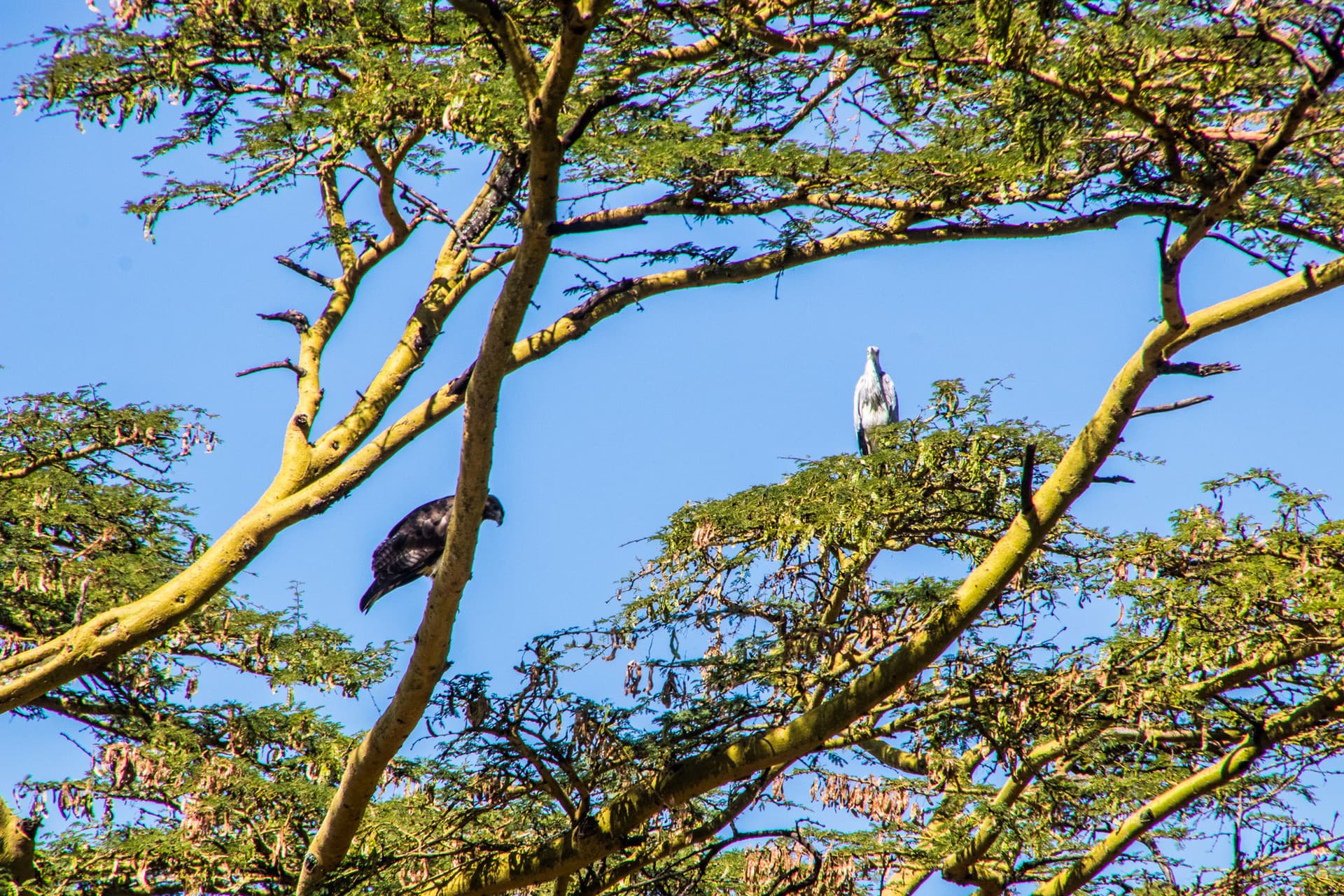 Lake Nakuru Kenya
