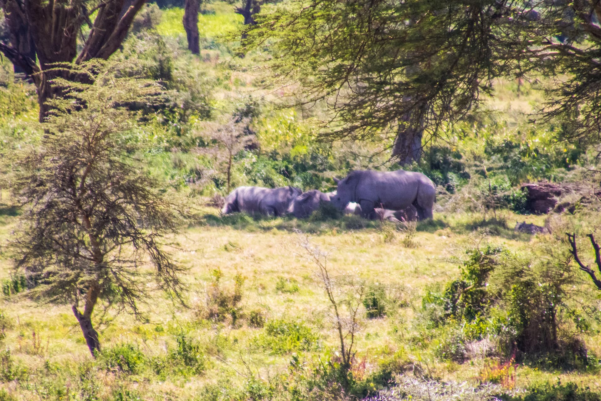 Lake Nakuru Kenya