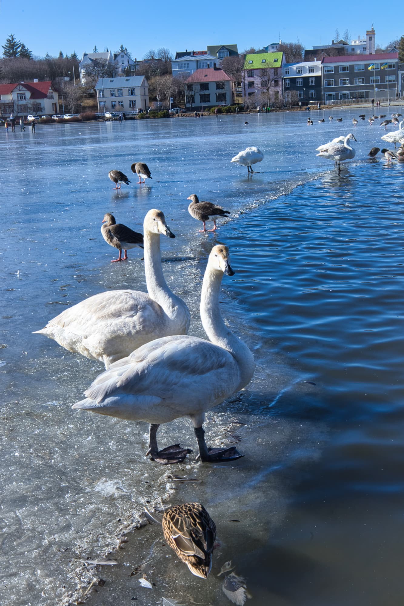 Reykjavik Iceland
