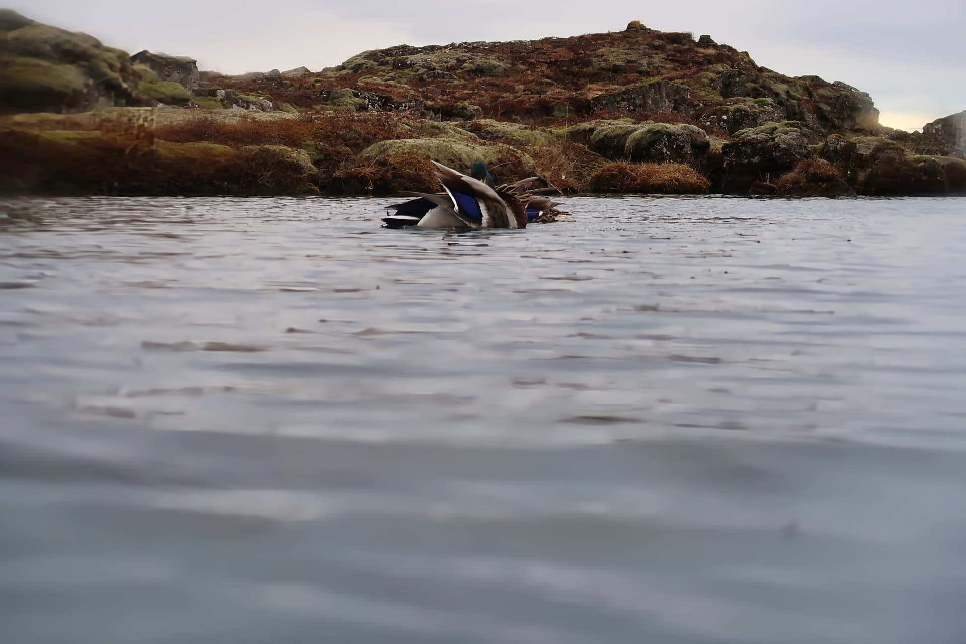 Silfra Iceland