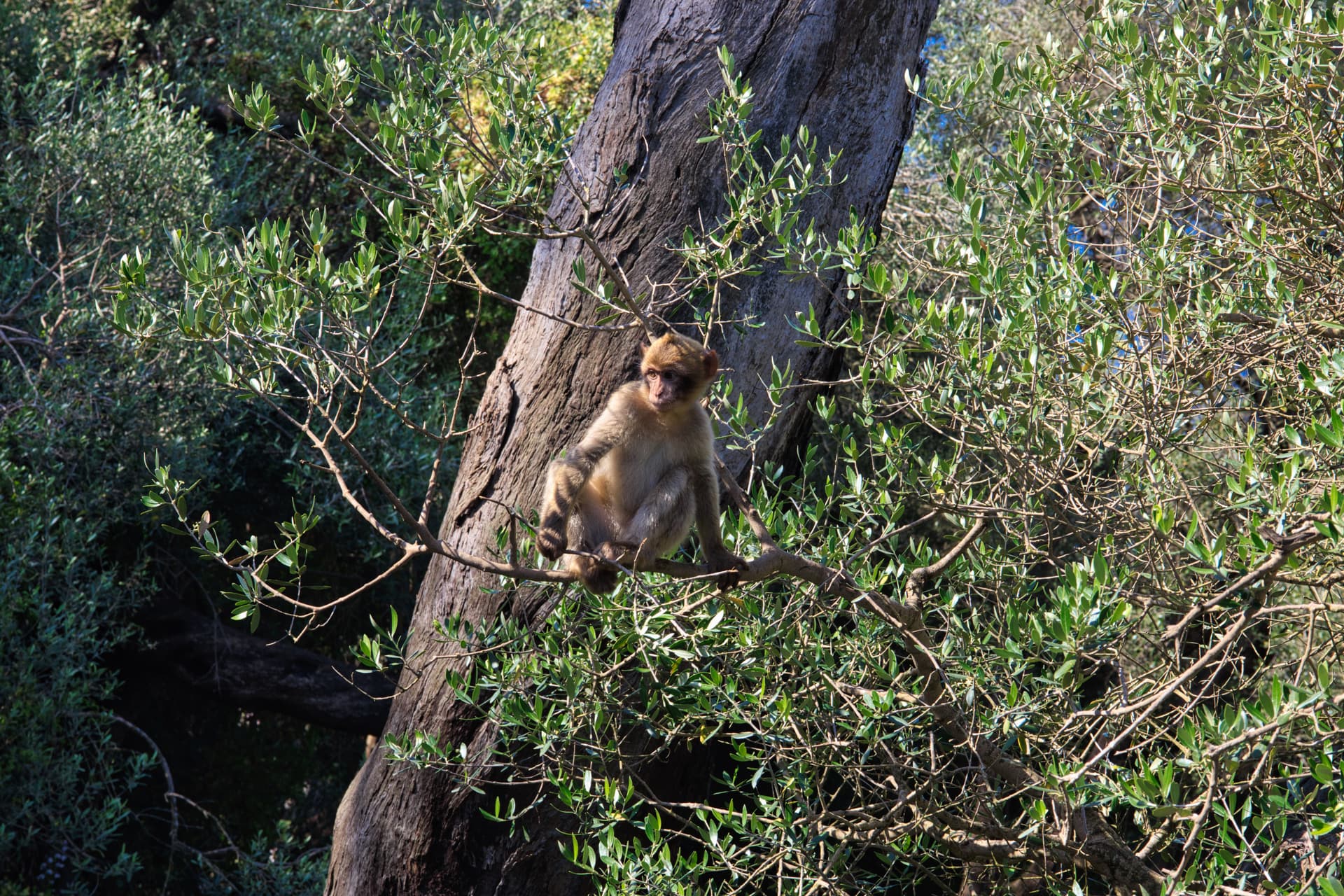 Gibraltar Photos