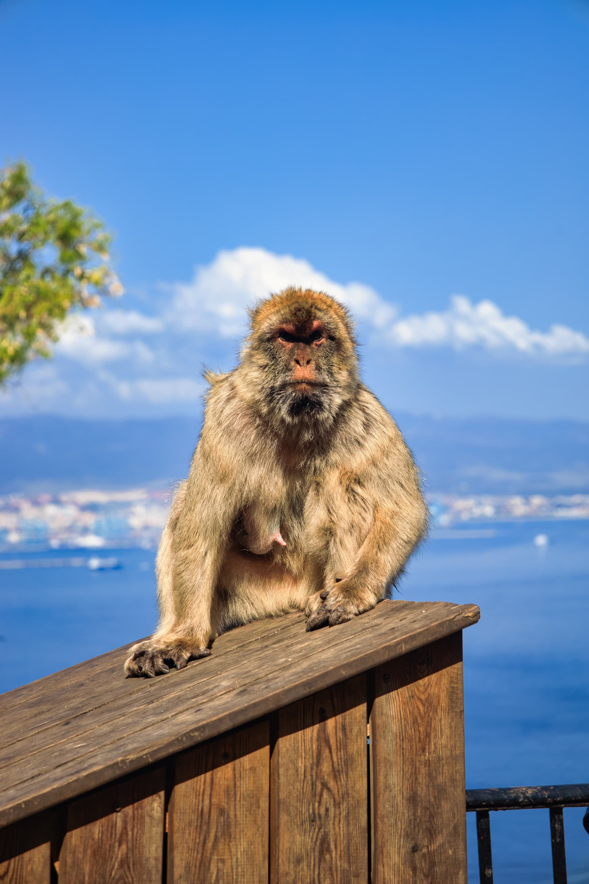 Gibraltar Photos