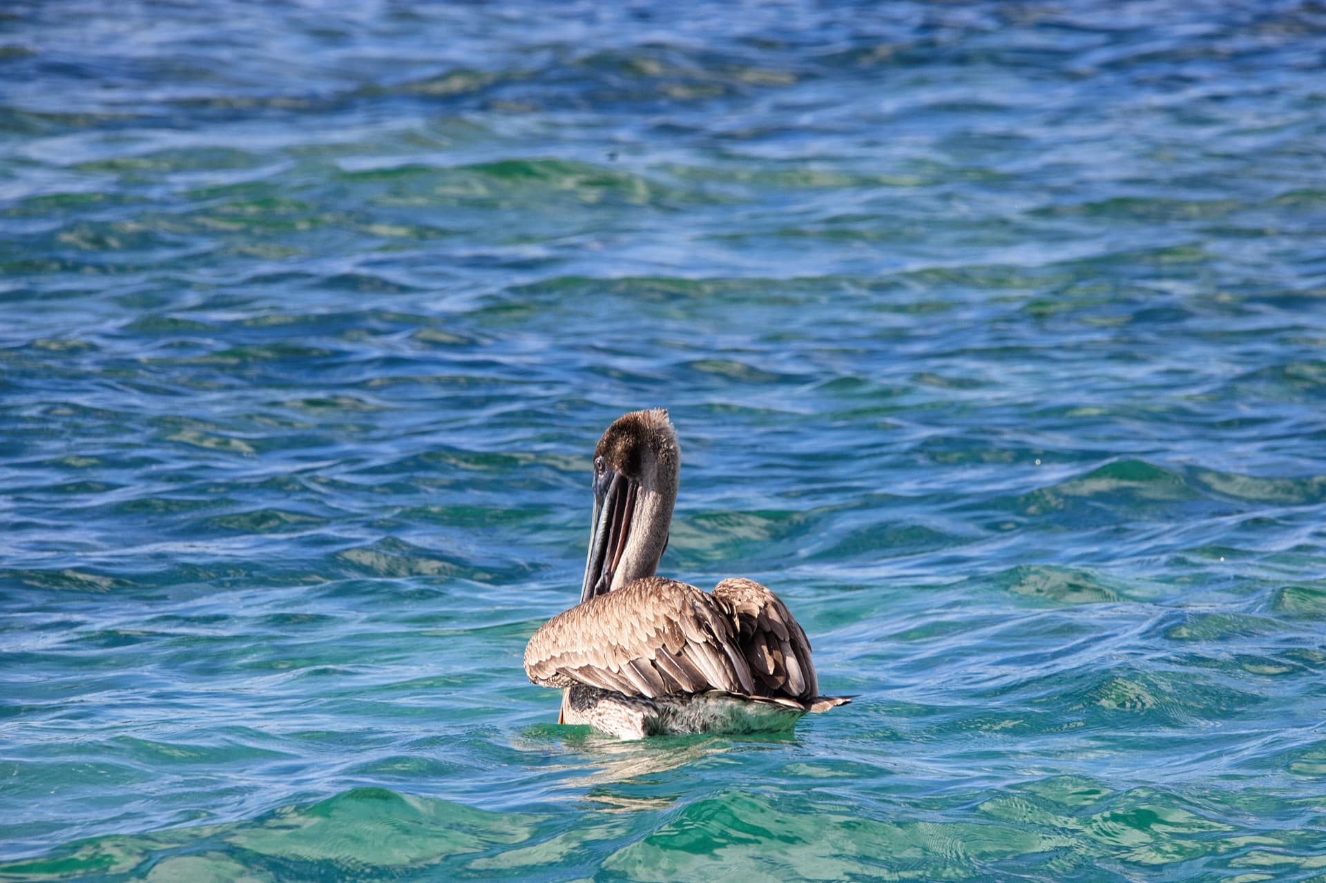 Galapagos Photos