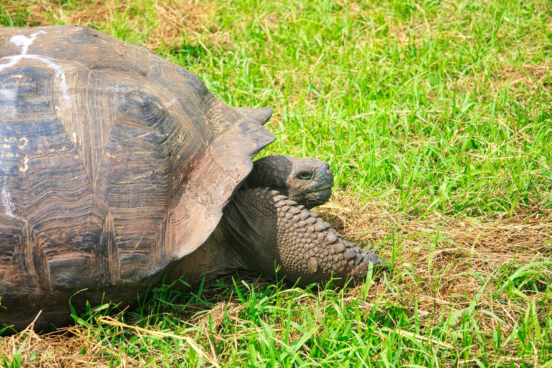 Galapagos Photos